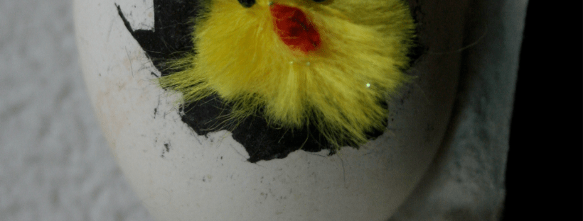 egg with feet and fluffy chicken hatching