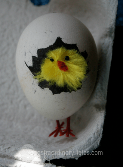 egg with feet and fluffy chicken hatching