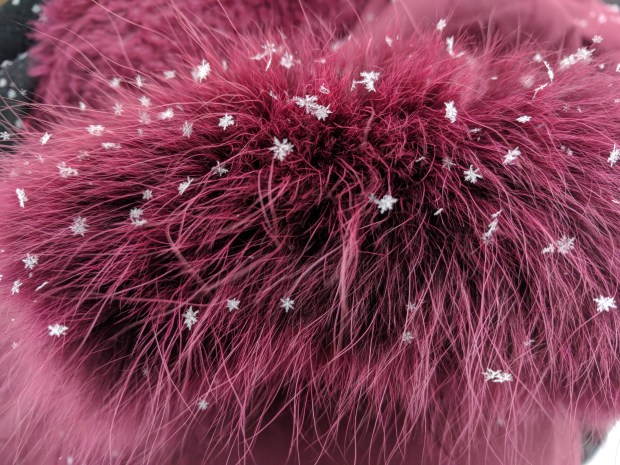 snowflakes on fur