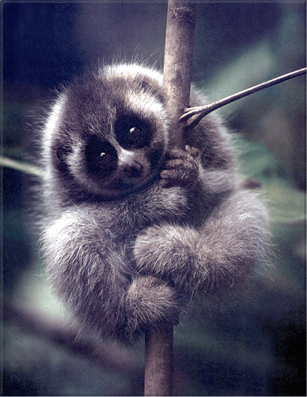 Baby Loris from David Attenborough's 'Life on Earth'