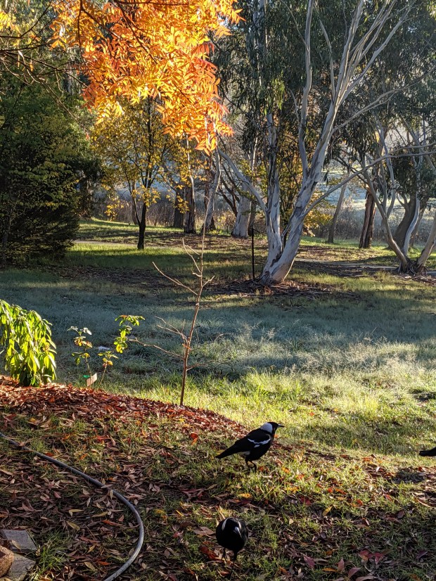 front-yard-magpies