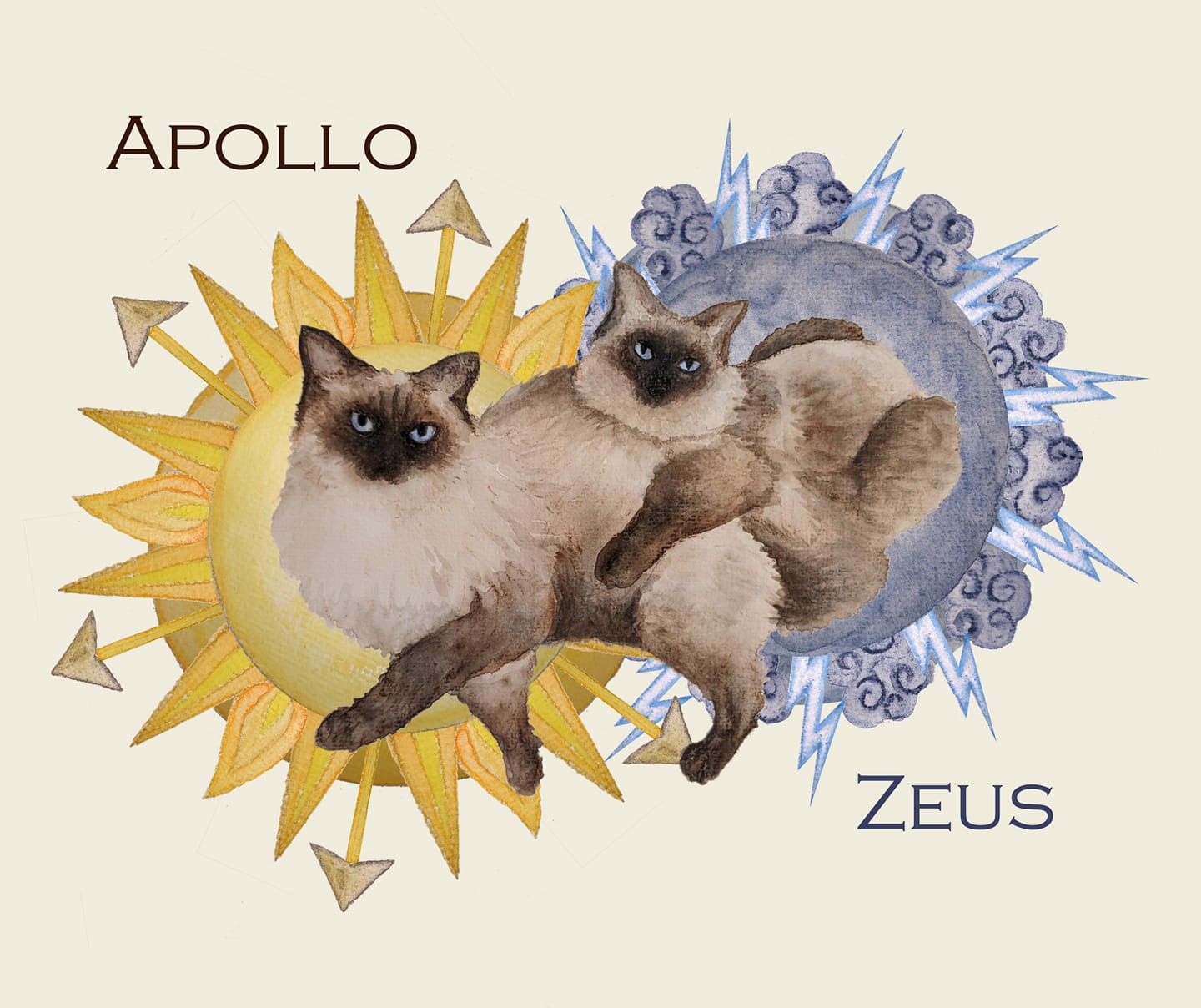 2021 cats, Apollo and Zeus